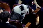 Imagem de Cachorro Messi, cochilo de Scorsese e mais: veja os melhores memes do Oscar 2024