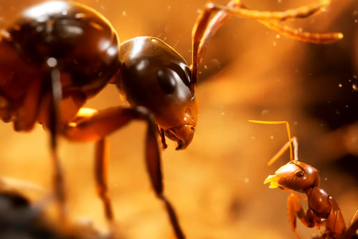 A new realistic game from Unreal Engine 5 that puts you in control of an army of ants!  Watch the trailer