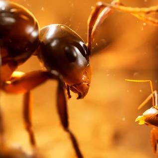 Imagem de Novo jogo realista da Unreal Engine 5 permite controlar exército de formigas! Veja trailer
