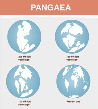 Durante a Pangeia, diversos grupos de animais conseguiram sobreviver, como besouros, antecessores dos mamíferos e dinossauros.