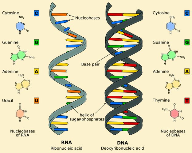 Antes de o DNA e das proteínas existirem, o RNA poderia estar presente na Terra.