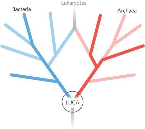 Estudos de DNA e RNA propõem que todos os seres vivos da Terra se originam de um ancestral comum. 