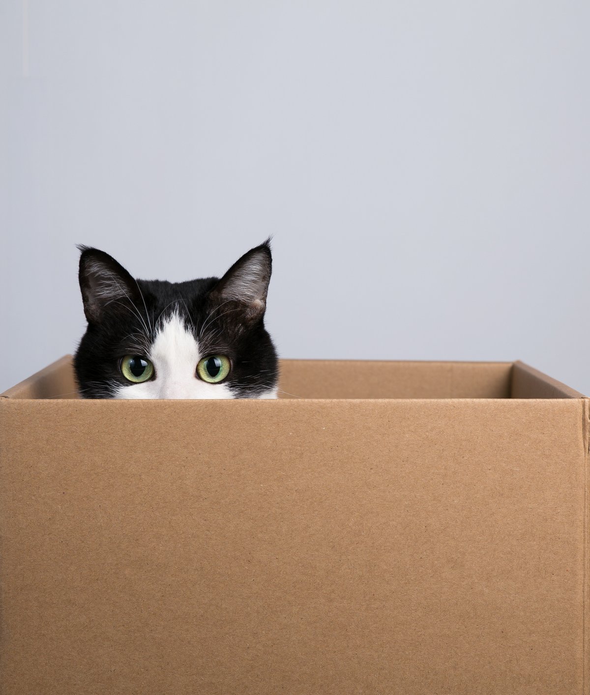 La ciencia detrás de la paradoja del gato de Schrödinger