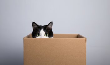 A ciência por trás do paradoxo do gato de Schrödinger