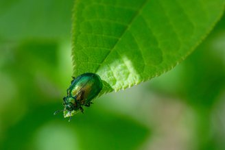 A taxonomia começou a classificar plantas e animais somente no século XIX.