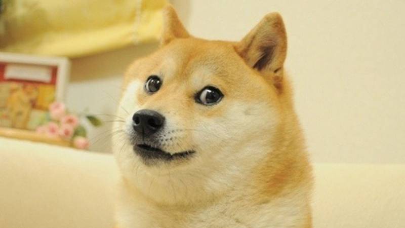 Kabosu começou sua "carreira" como meme da internet há anos.