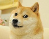 Kabosu, cadela do meme Doge e moeda Dogecoin, morre aos 18 anos