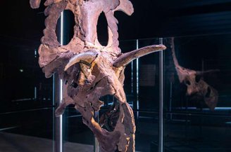 Crânio de Lokiceratops rangiformis, em exposição no Museu da Evolução em Maribo, Dinamarca.