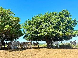 Pecuária e meio ambiente terão que caminhar lado a lado.