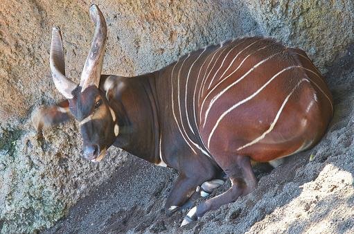 O tamaraw filipino é uma das espécies a serem protegidas.