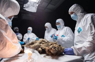 O lobo mumificado de 44 mil anos foi encontrado em boas condições e está sendo estudado por cientistas.