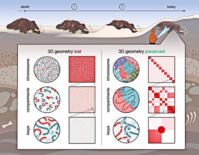 Diagrama ilustrativo da preservação do mamute.