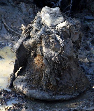 Pé de mamute preservado recuperado de um ambiente de permafrost.