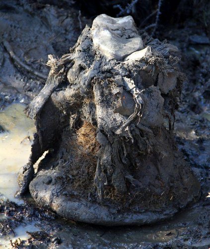 Pé de mamute preservado, recuperado de um ambiente de permafrost.