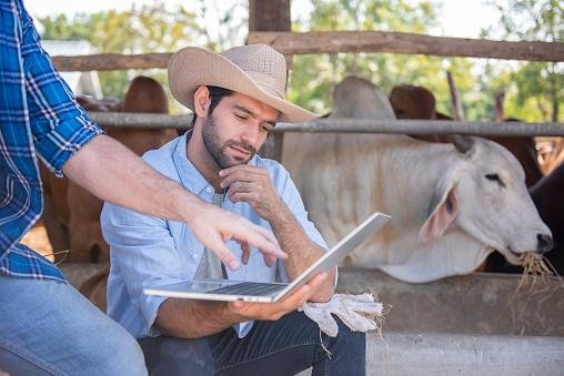 Na hora de comprar o gado, o sistema possibilita verificar se ele é originado de uma área livre de desmatamento. (Imagem: Getty Images)