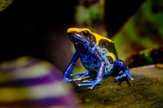 De acordo com pesquisadores, os povos indígenas utilizam a toxina do animal em pontas de flechas e lanças, o que teria dado origem ao seu nome.