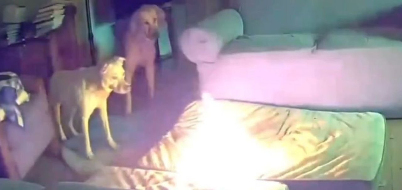 Cachorro destrói powerbank e incendeia casa; veja o vídeo