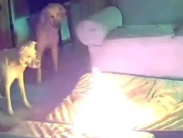 Cachorro destrói powerbank e incendeia casa; veja o vídeo