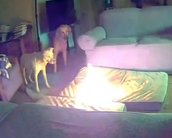 Cachorro destrói powerbank e incendeia casa; veja o vídeo