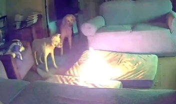 Cachorro destrói powerbank e incendeia casa; veja o vídeo