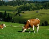 O ransomware que matou uma vaca e um bezerro
