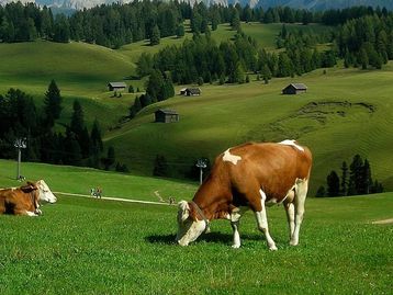 O ransomware que matou uma vaca e um bezerro