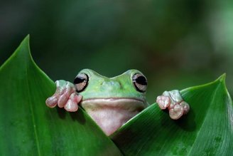 Quem diria que um sapo poderia ser confundido com geleia espacial?