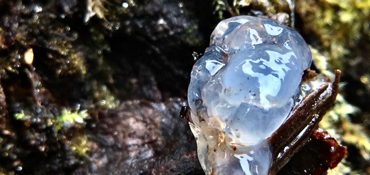 Gelatina Estelar? O mistério da substância pegajosa que cai do céu