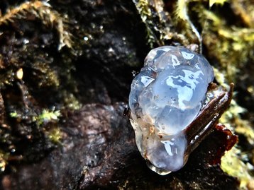 Gelatina Estelar? O mistério da substância pegajosa que cai do céu