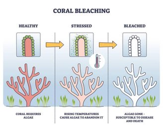 O branqueamento de corais ocorre por conta da baixa tolerância dos corais em relação ao aumento da temperatura dos oceanos, que causa sua morte.