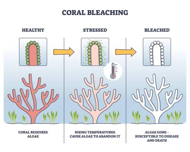 O branqueamento de corais ocorre devido a baixa tolerância dos corais em relação ao aumento da temperatura dos oceanos, que causa sua morte. 