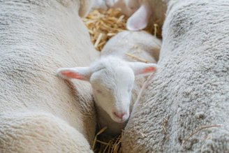 Dolly foi primeiro mamífero clonado na história da humanidade.