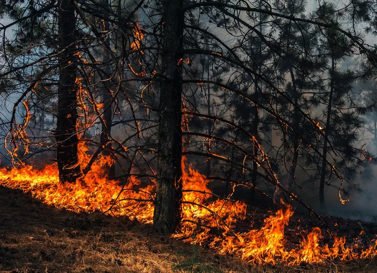 Google banca projeto de satélites e IA para detectar incêndios florestais