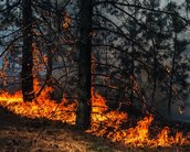 Google banca projeto de satélites e IA para detectar incêndios florestais