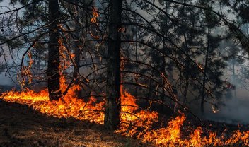 Google banca projeto de satélites e IA para detectar incêndios florestais