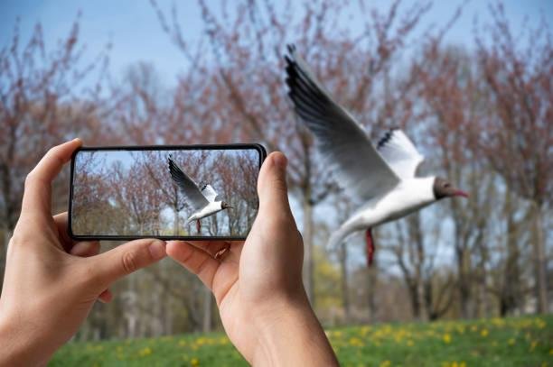 Com o Google Lens, você pode reconhecer qualquer animal no Brasil ou outro país do mundo. (Fonte: GettyImages/Reprodução)