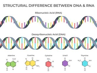 Enquanto do DNA é conformado em uma fita dupla, o RNA é composto por uma fita simples, contendo A, G, U, C.