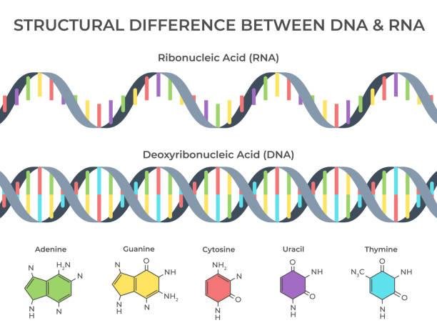 Enquanto do DNA é conformado em uma fita dupla, o RNA é composto por uma fita simples, contendo A, G, U, C.