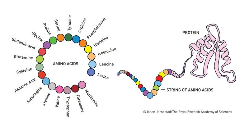 A previsão da estrutura proteica tem várias utilidades na ciência. (Imagem: Johan Jarnestad/The Royal Swedish Academy of Sciences)