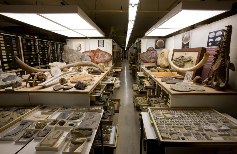 Fósseis na coleção de pesquisa do Museu Nacional de História Natural do Smithsonian.