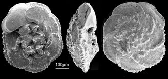 Organismos microscópicos unicelulares, os foraminíferos são um registro fóssil de hoje a mais de 500 milhões de anos.