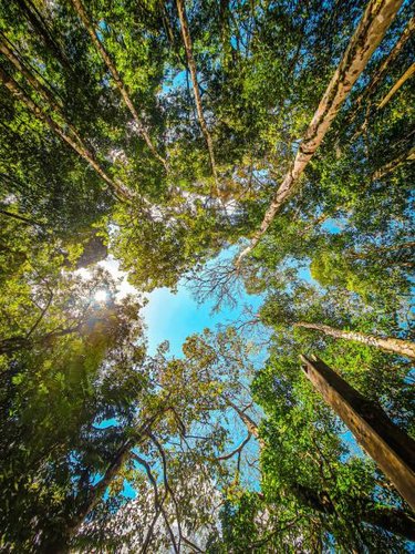 O Google mantém vários projetos que usam IA para monitorar o meio ambiente. (Imagem: Getty Images)