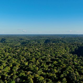 Imagem de Confira como o Google tem usado IA para tornar o mundo mais sustentável