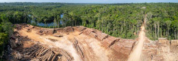 A Amazônia pode estar a caminha de um "ponto de inflexão" e se transformar em uma savana.