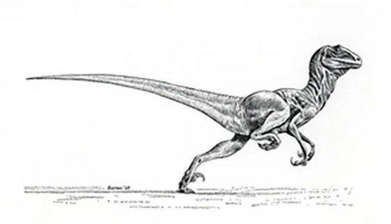 A ilustração apresenta as características de Deinonychus. Crédito: Universidade de Yale.