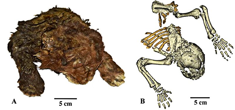 Múmia congelada de Homotherium latidens, e tomografia computadorizada. (Fonte: A. V. Lopatin et al.. Scientific Reports, 2024/Divulgação)