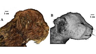 A descoberta da múmia congelada foi fundamental para compreensão da espécie. (Fonte: A.V. Lopatin et al., Scientific Reports, 2024)