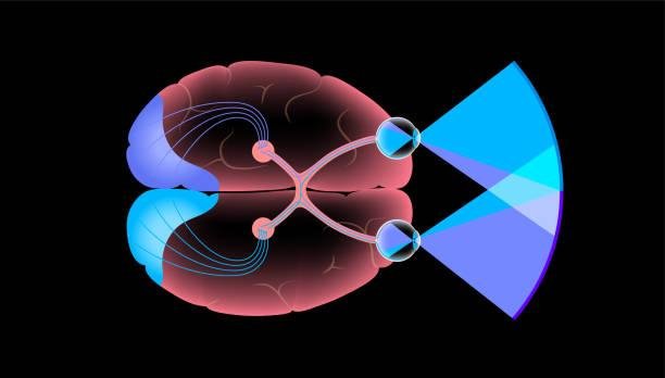 Existe um 'atraso' entre visualizarmos algo, processarmos a informação e realizar a ação. Fonte: GettyImages.