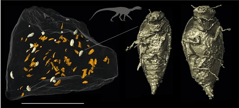 Besouros incrivelmente intactos dentro das bromalitas. (Qvarnström et al., Nature, 2024/Divulgação)