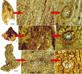 Restos vegetais perfeitamente preservados em coprólitos de herbívoros. (Fonte: https://www.sciencealert.com/images/2024/11/herbivore-coprolite.jpg/Divulgação)